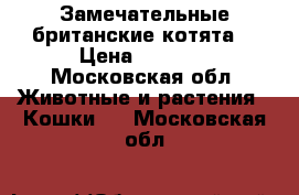 Замечательные британские котята  › Цена ­ 5 000 - Московская обл. Животные и растения » Кошки   . Московская обл.
